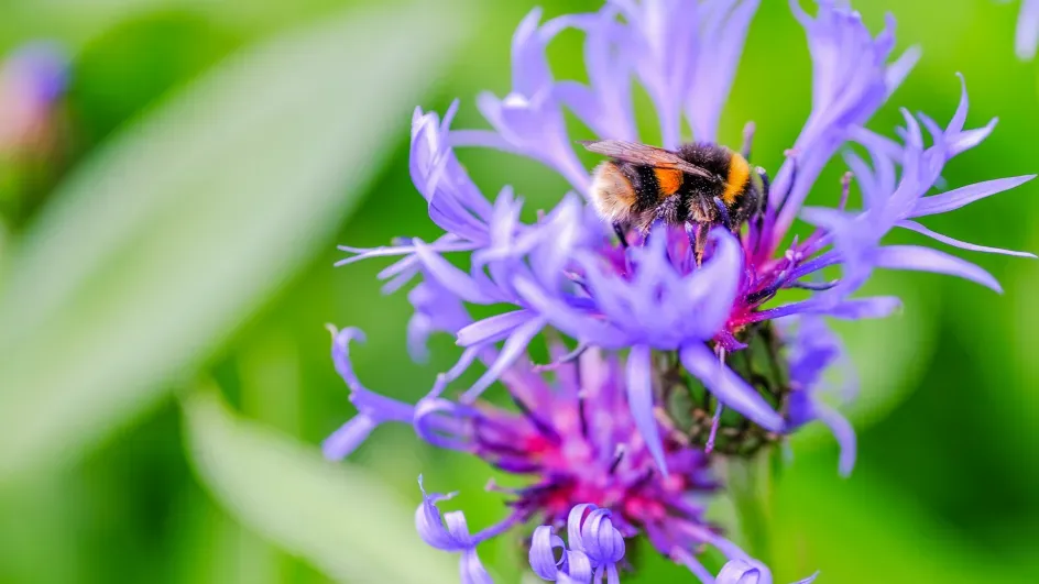 Bumblebee, Seb Kettley © RBG Kew