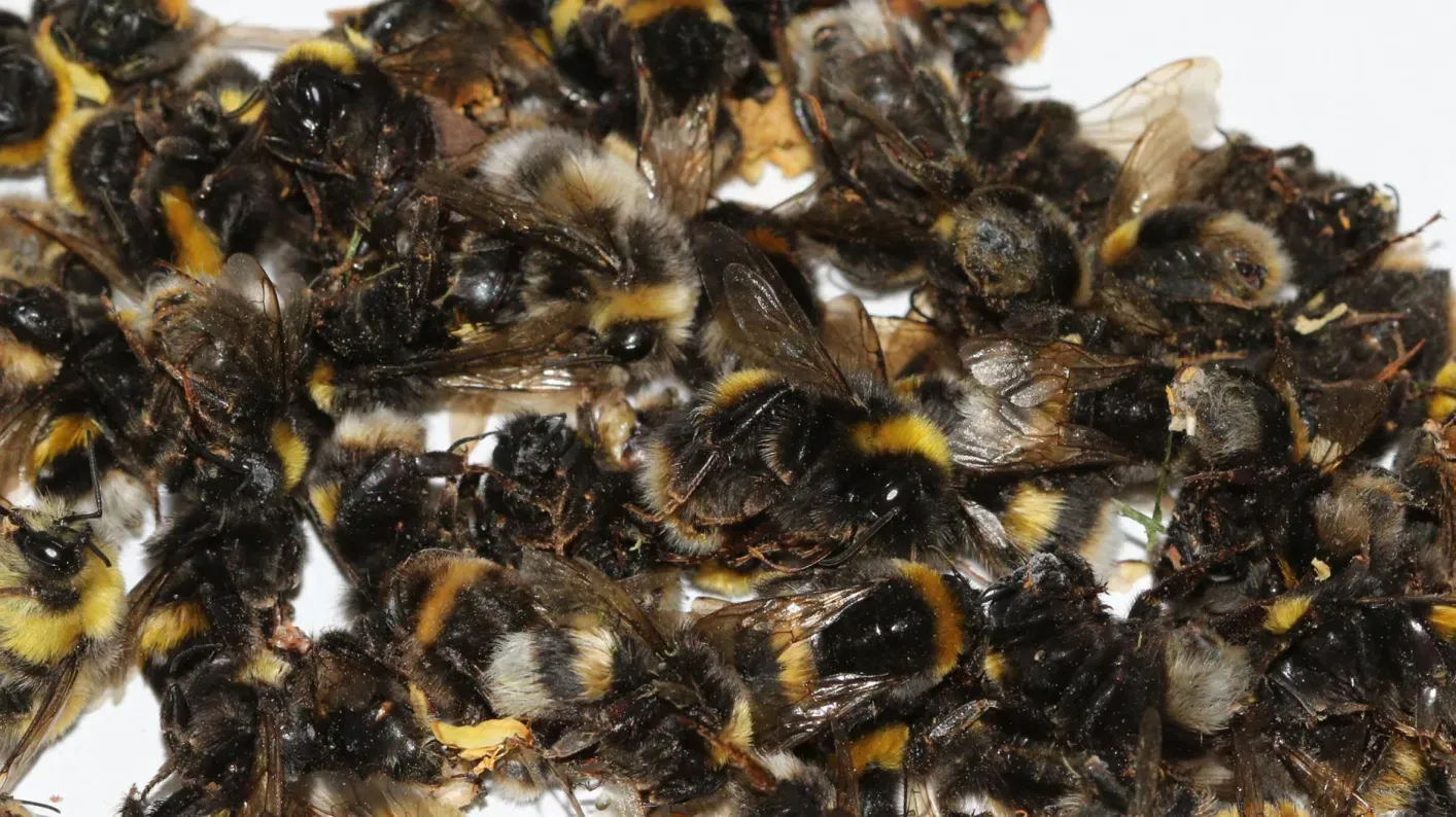 Dead bees found under lime trees. Credit RBG Kew.