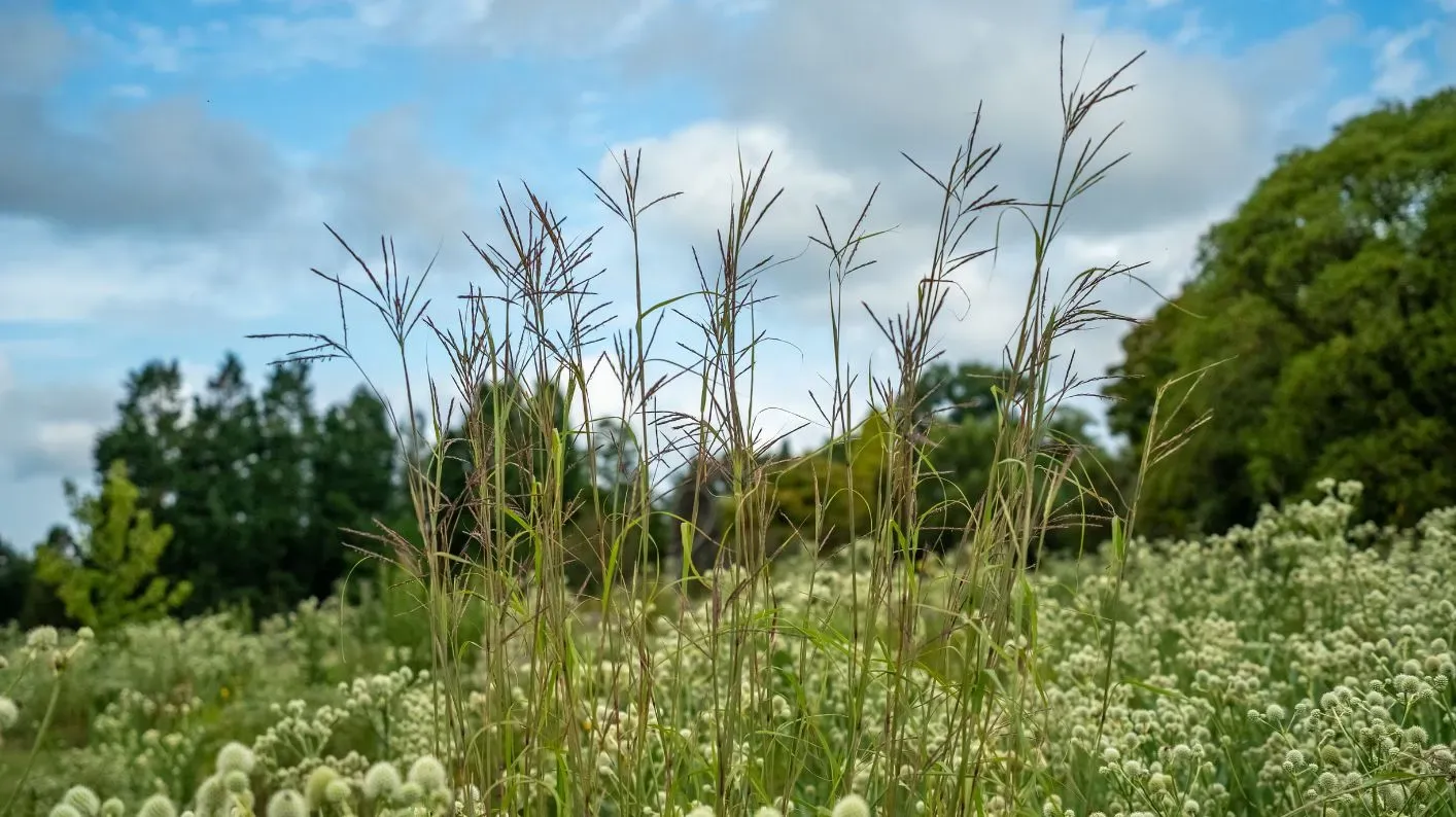 Big bluestem, Visual Air © RBG Kew Tall big bluestem plants on the prairie, rising up above rattlesnake master