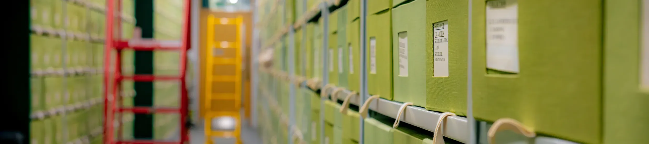 Storage corridor in Kew’s Fungarium, showing archival boxes used for dried fungal specimens. Aisle of green archive boxes in Kew’s Fungarium, with red and yellow ladders in the distance.