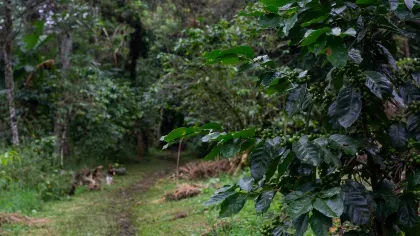Coffee growing in a shaded area