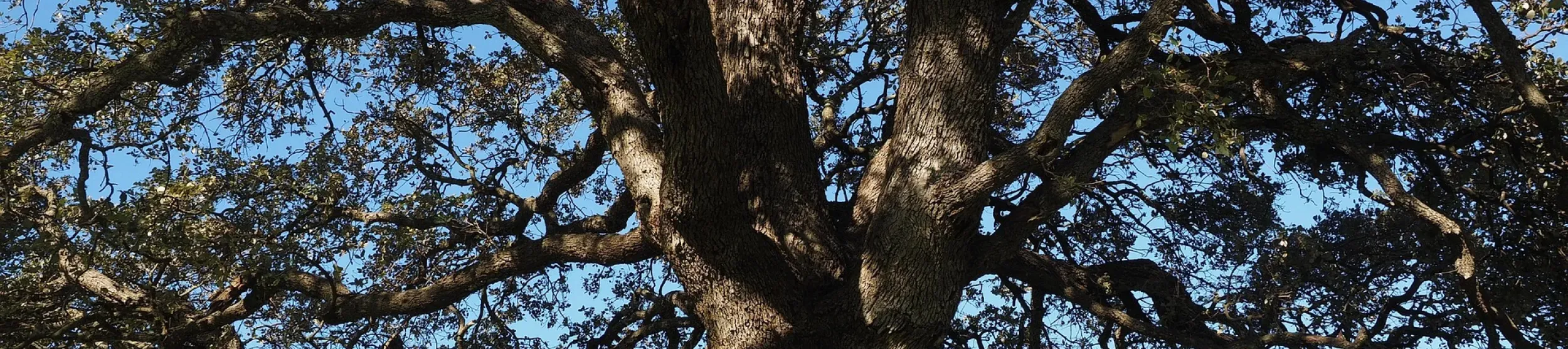 Camphor Tree. Image by Hans from Pixabay The trunk of a camphor tree with the canopy above