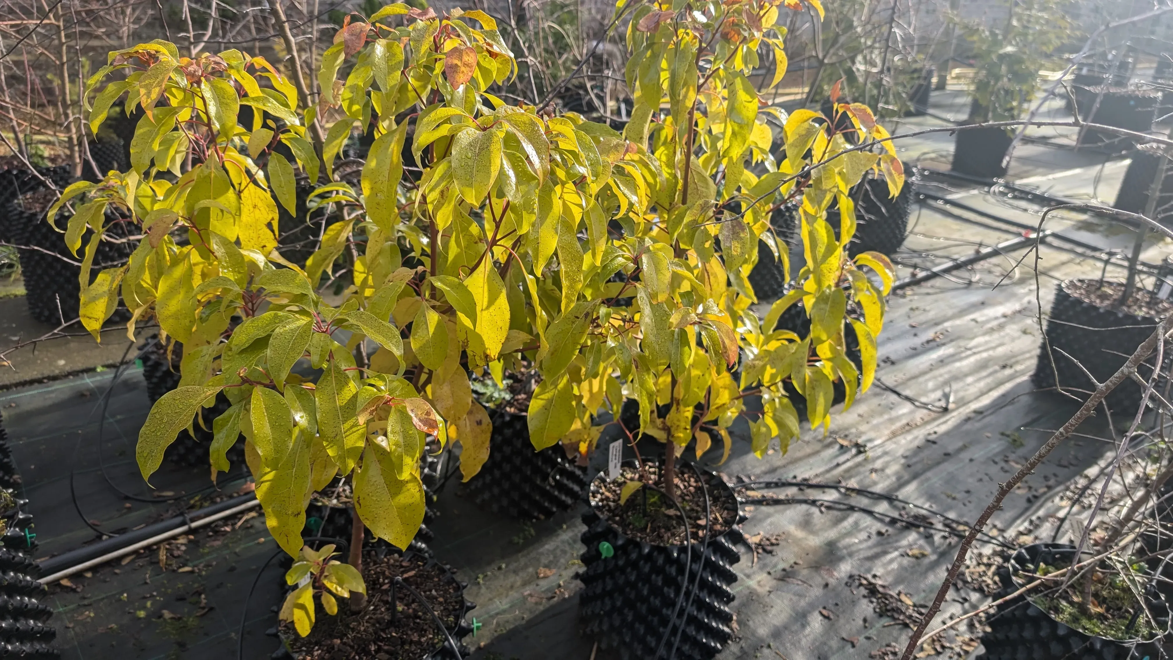Camphor in the Nursery © RBG Kew A collection of camphor tree saplings in the Wakehurst Nursery