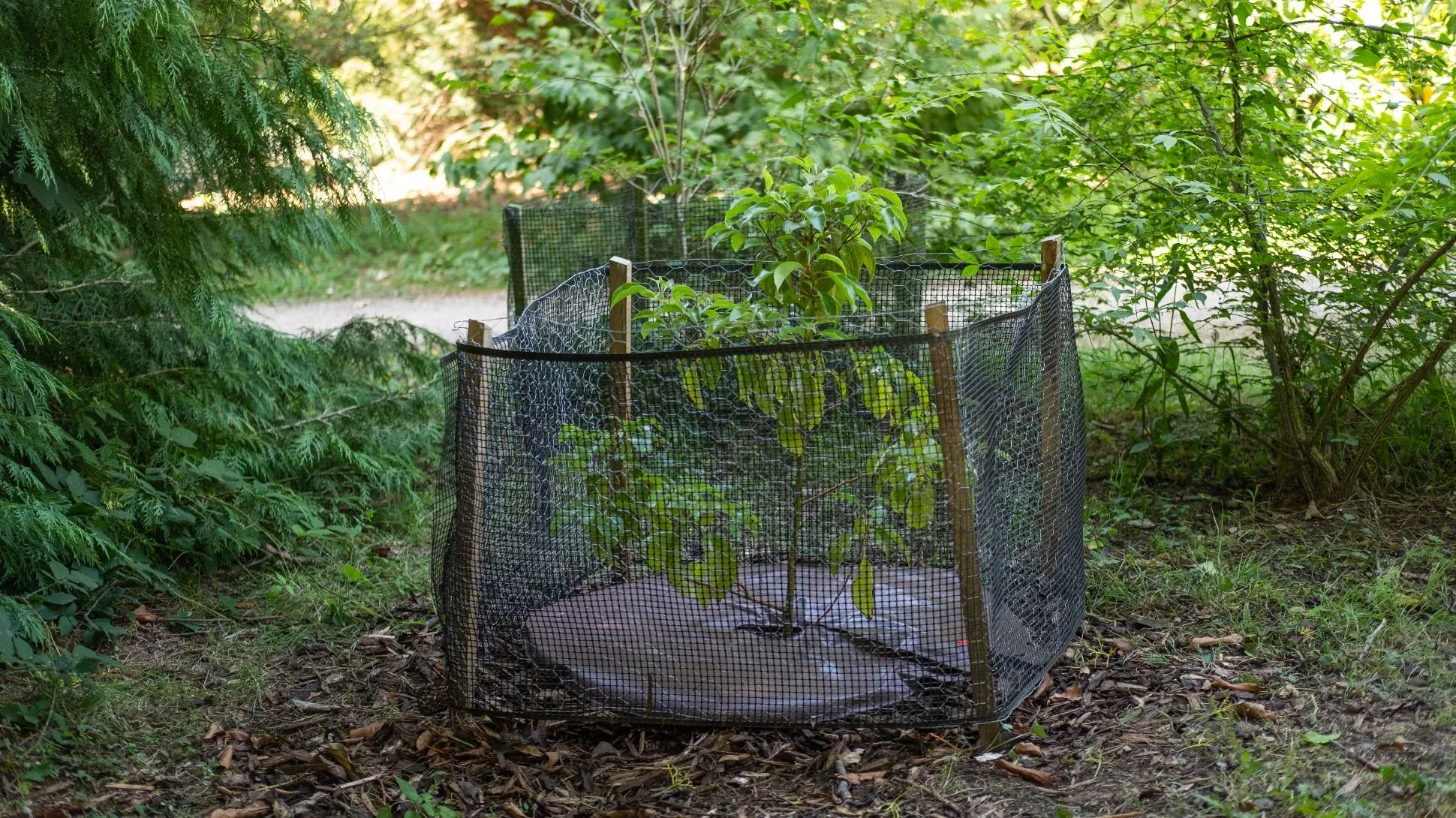 A camphor tree at Wakehurst, Sebastian Kettley © RBG Kew A small camphor tree, surrounded by netting