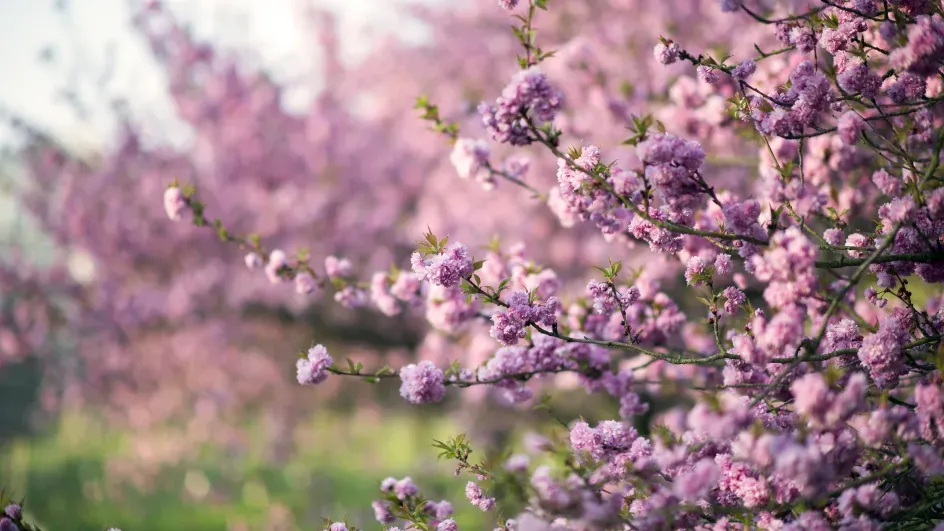 Cherry blossom near the Temperate House in spring, Jeff Eden © RBG Kew