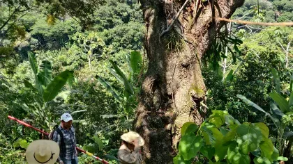 A visit to a shade-grown coffee farm on the UKPACT project shows the surrounding hills topped with patches of cloud forest. © Silvia Bacci, RBG Kew