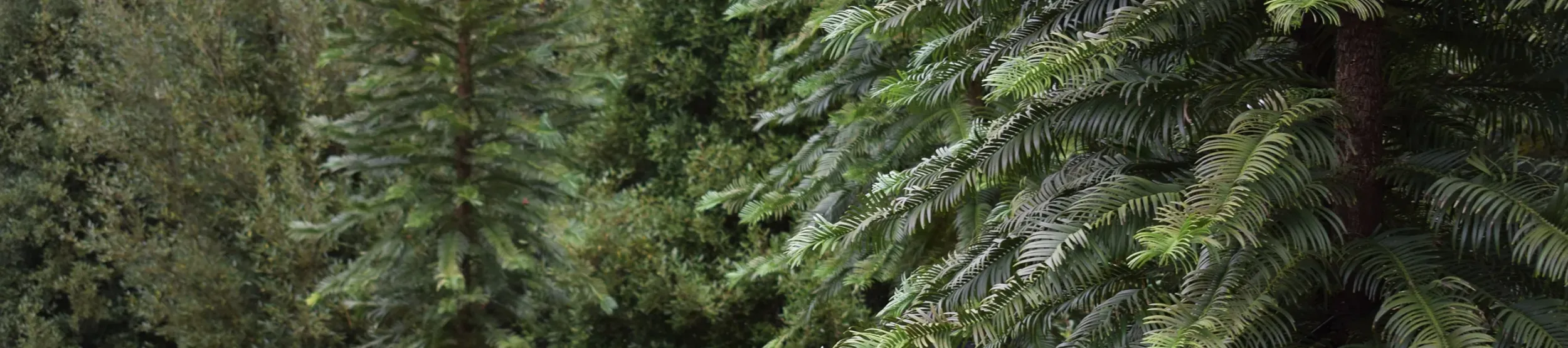 Pines, Bethlehem Wood, Wakehurst Pines in Bethlehem Wood at Wakehurst