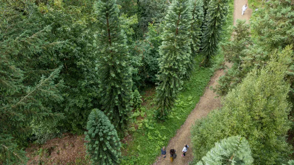 Coates Wood at Wakehurst, Ollie Dixon © RBG Kew