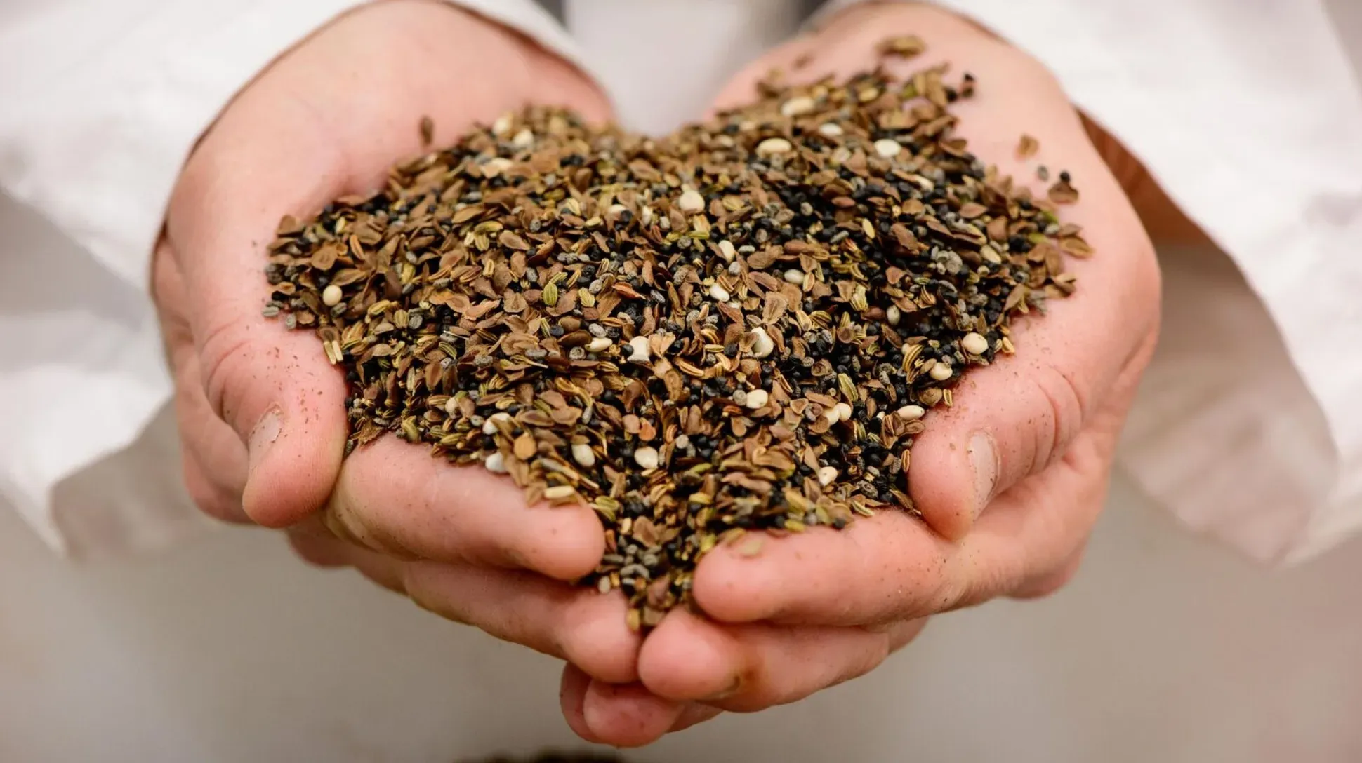 Seedscapes, Jim Holden © RBG Kew A pair of white hands holding many small brown seeds