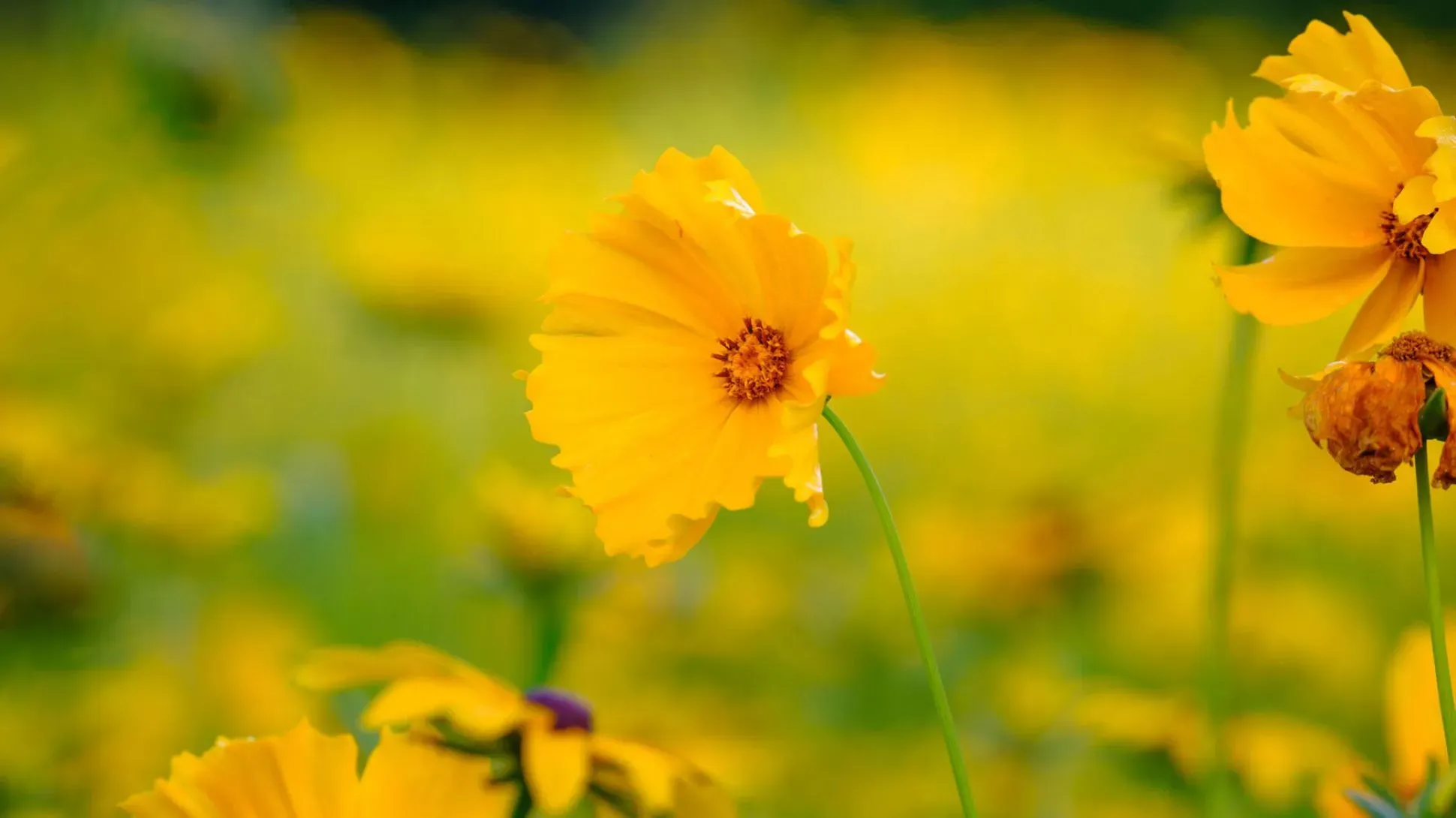 Wakehurst's American Prairie, Jim Holden © RBG Kew Yellow coreopsis flowers
