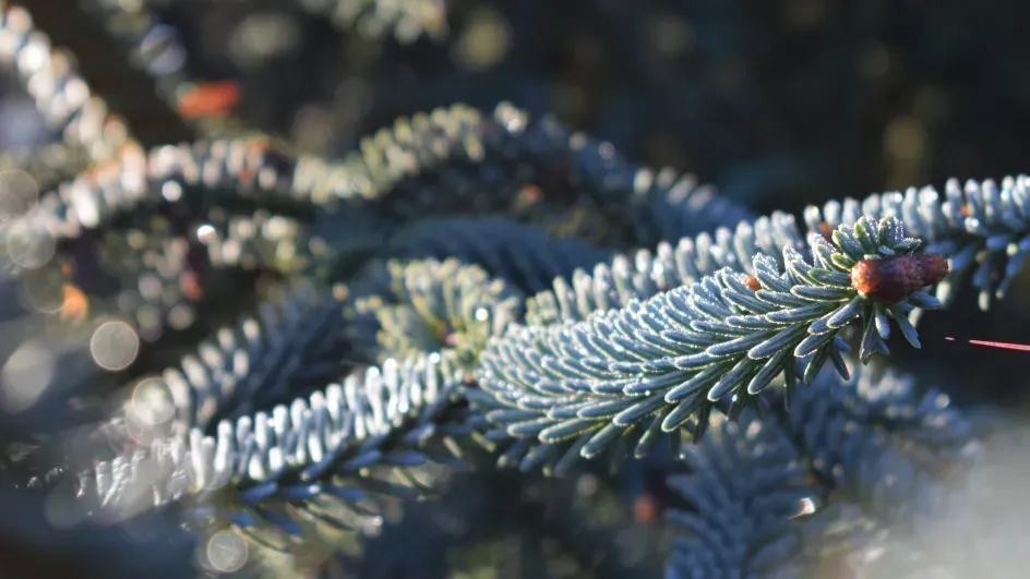 pine tree, winter, Ellen McHale © RBG Kew