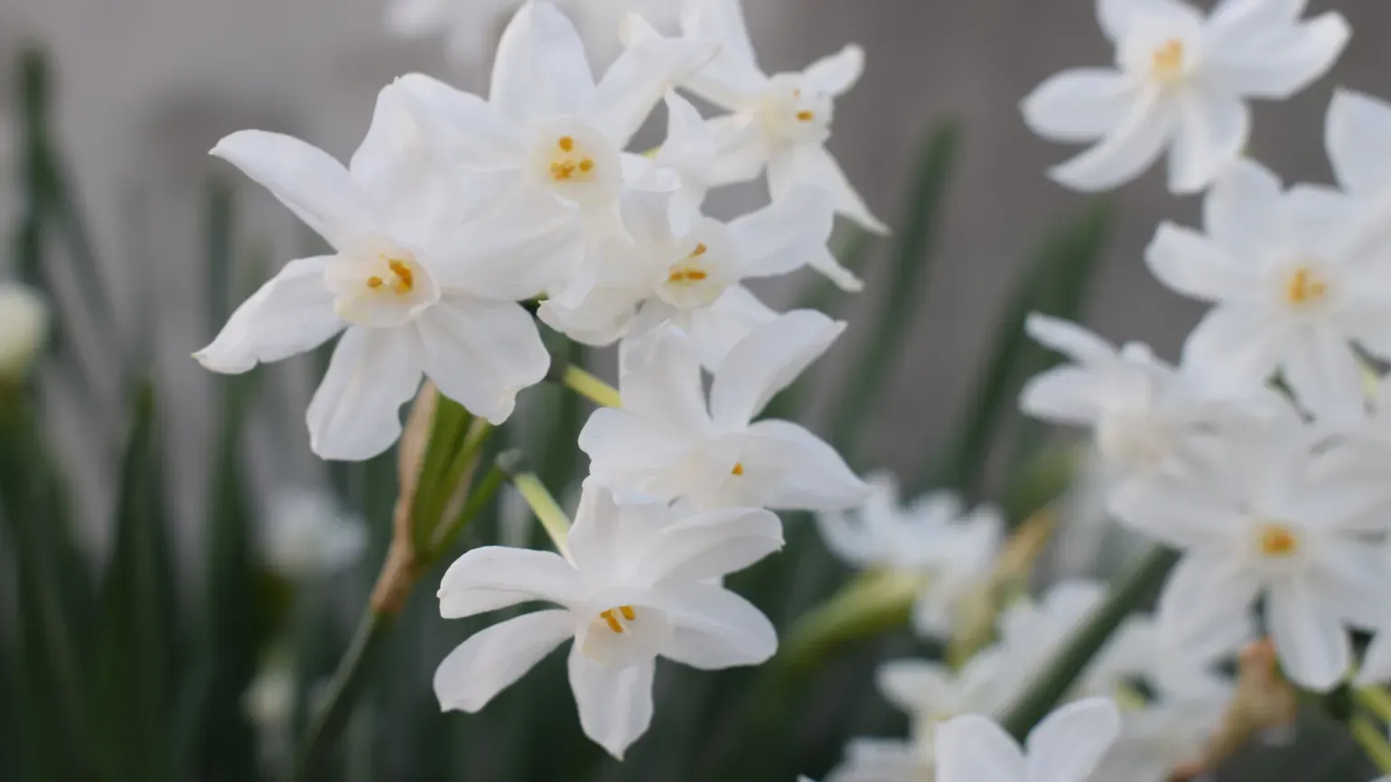 Daffodils in the Davies Alpine House © RBG Kew Daffodils in the Davies Alpine House