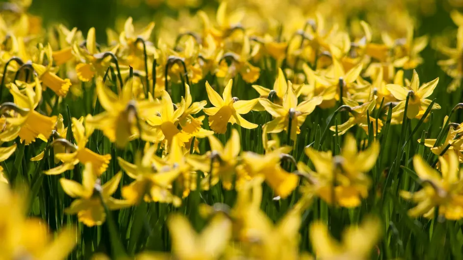Daffodils (Narcissus) in spring at Kew © RBG Kew