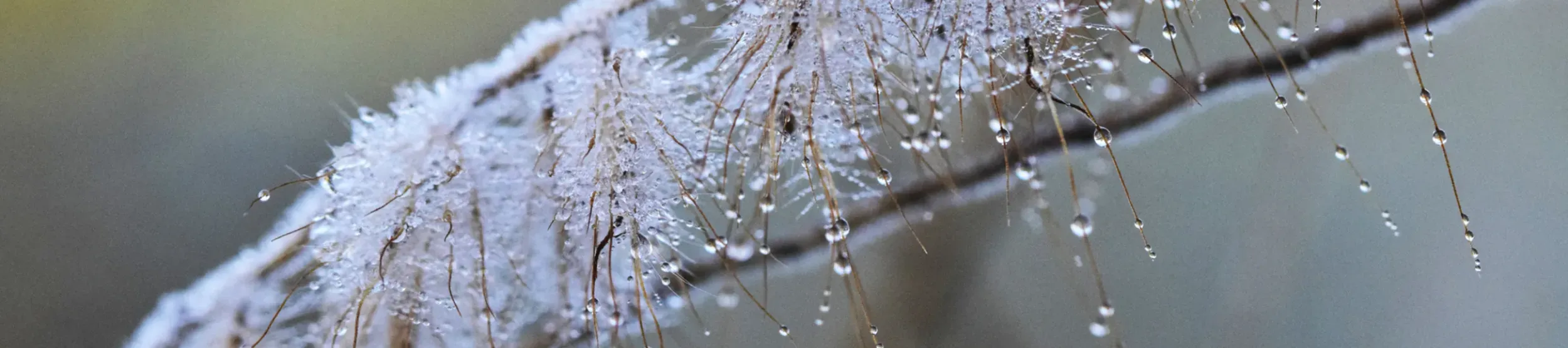 Frosted plants in winter Frost formed on plants at Kew