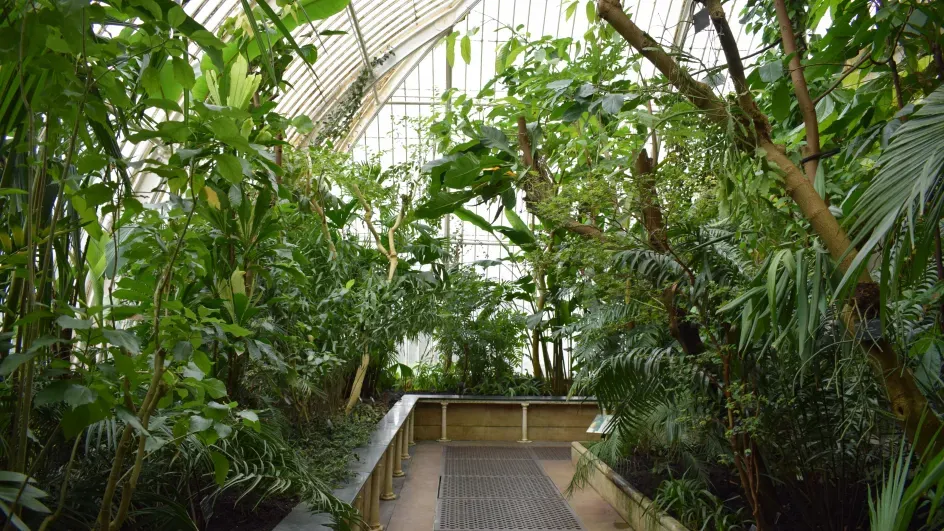 Inside the Palm House Ellen McHale ©RBG Kew