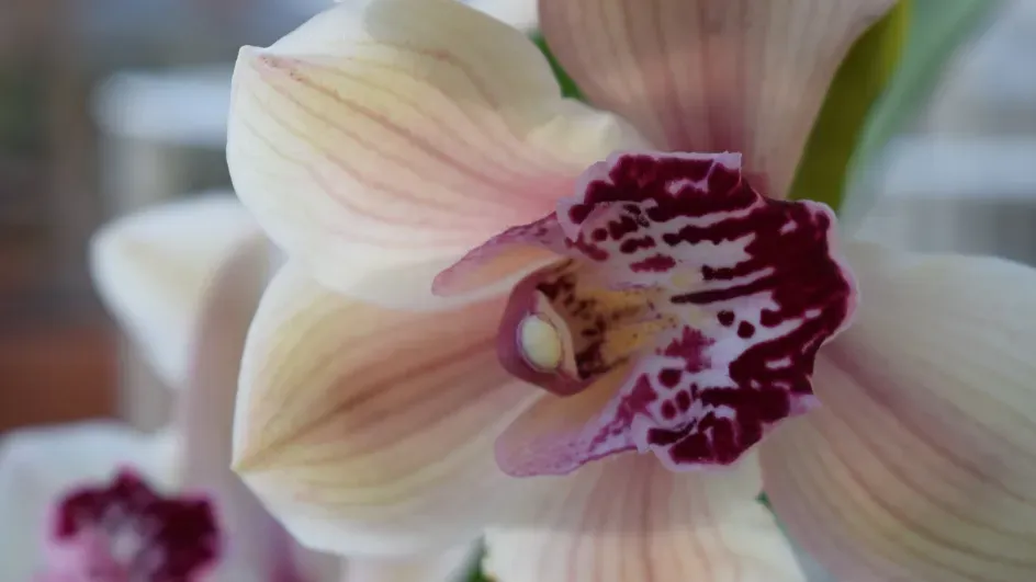 Orchid, Temperate House