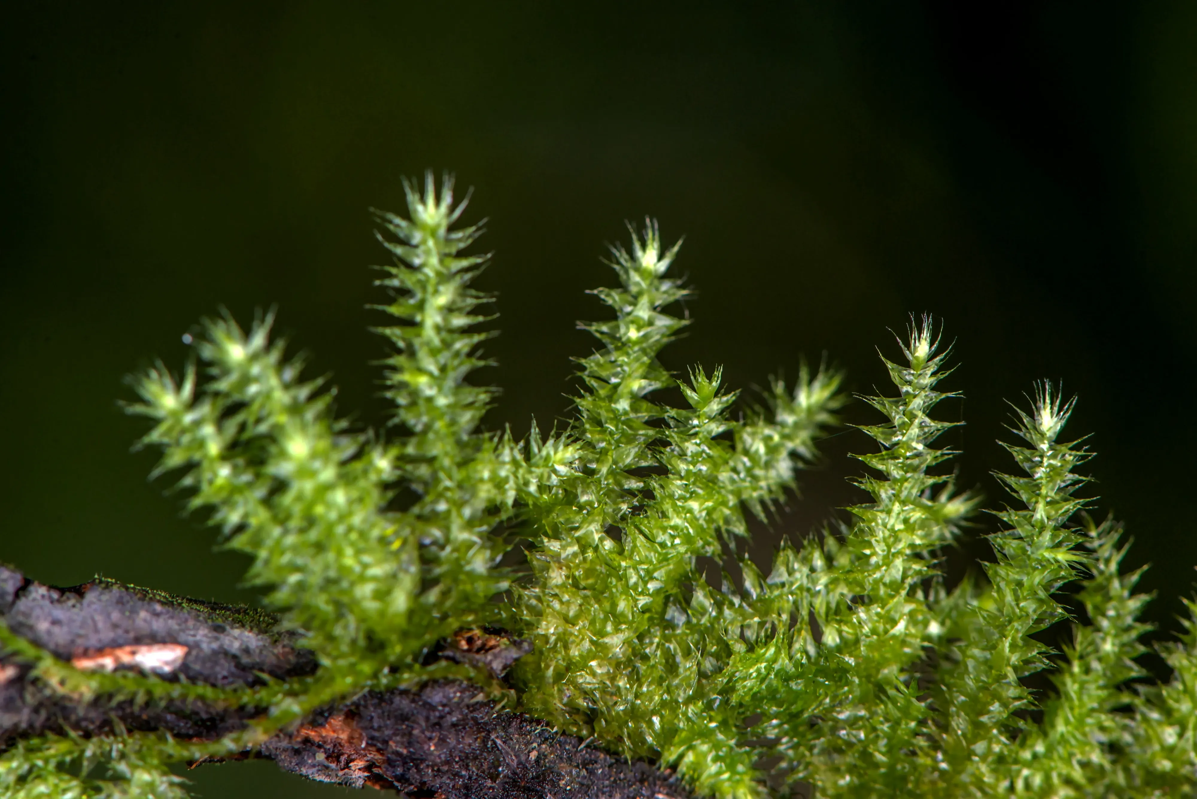 Bryophyte. © Benny Rice. A close up of a bryophyte on a branch