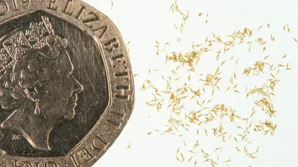 A 20p piece is used for scale showing tiny orchid seeds