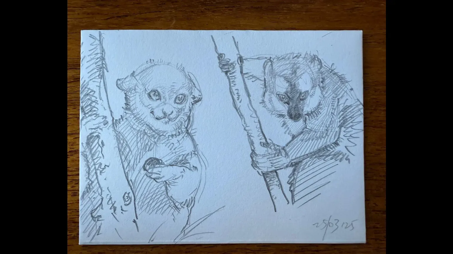 Lemurs, pencil sketch © Duyu Wang A pencil drawing of two lemurs on branches