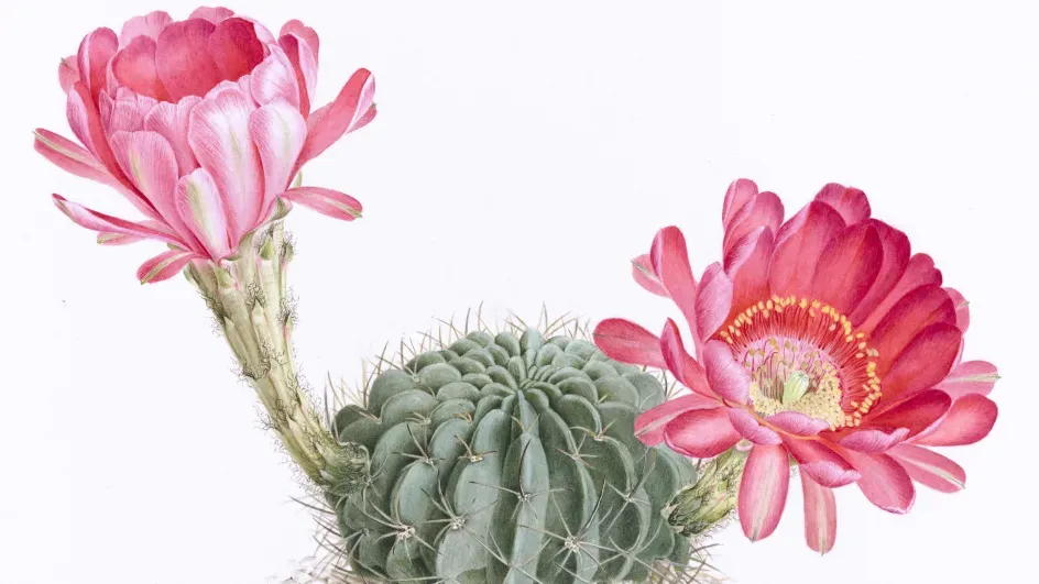 Echinopsis ancistrophora painted by Margaret Mee Fellowship Programme 2016 Artist Scholar Alessandro Candido