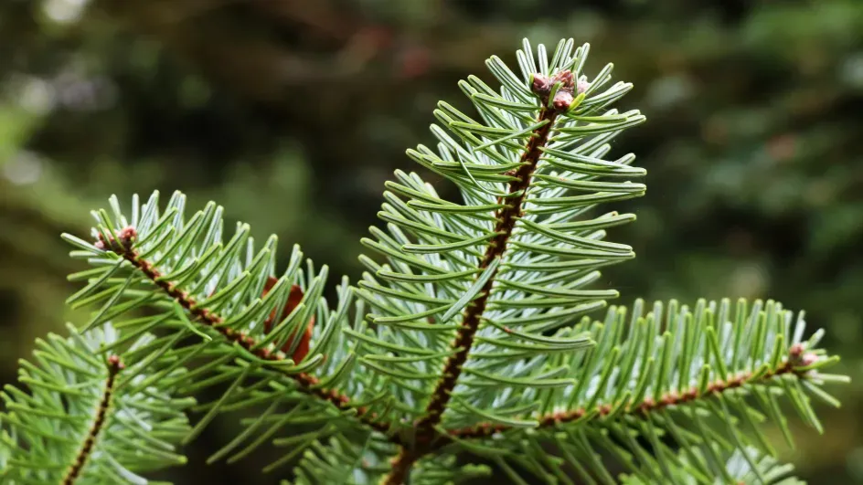 Nordmann fir, Pinetum, Ellen McHale © RBG Kew