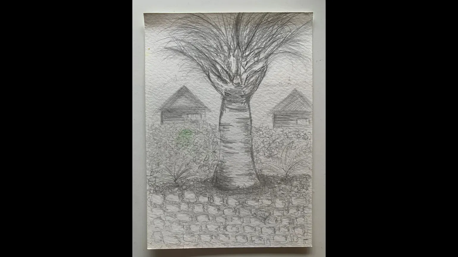 Baobab, pencil sketch © Eleanor Hesketh A pencil drawing of a small baobab tree