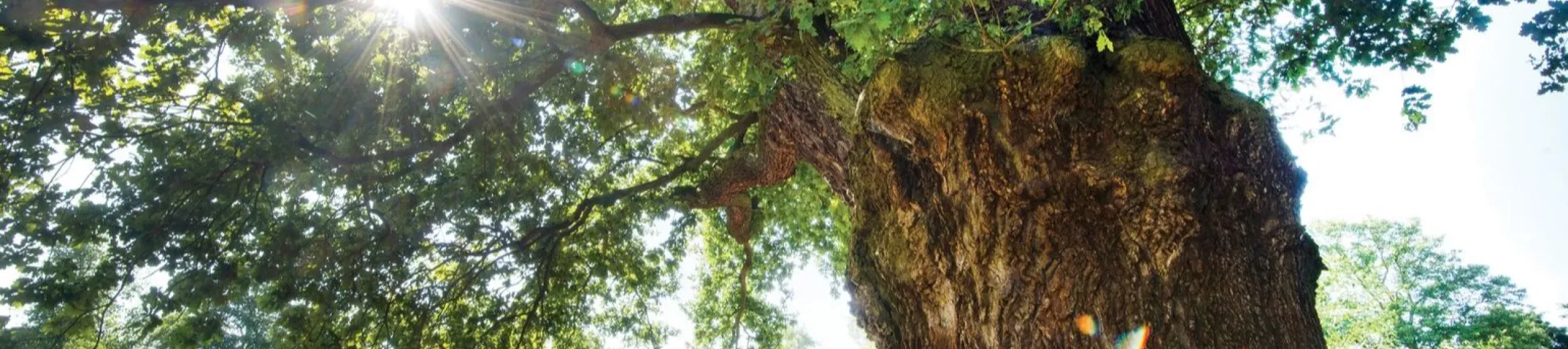 English oak (Quercus robur) © RBG Kew Sunlight through the leaves of an English oak tree, which has traditionally been used as the wood of a Yule log