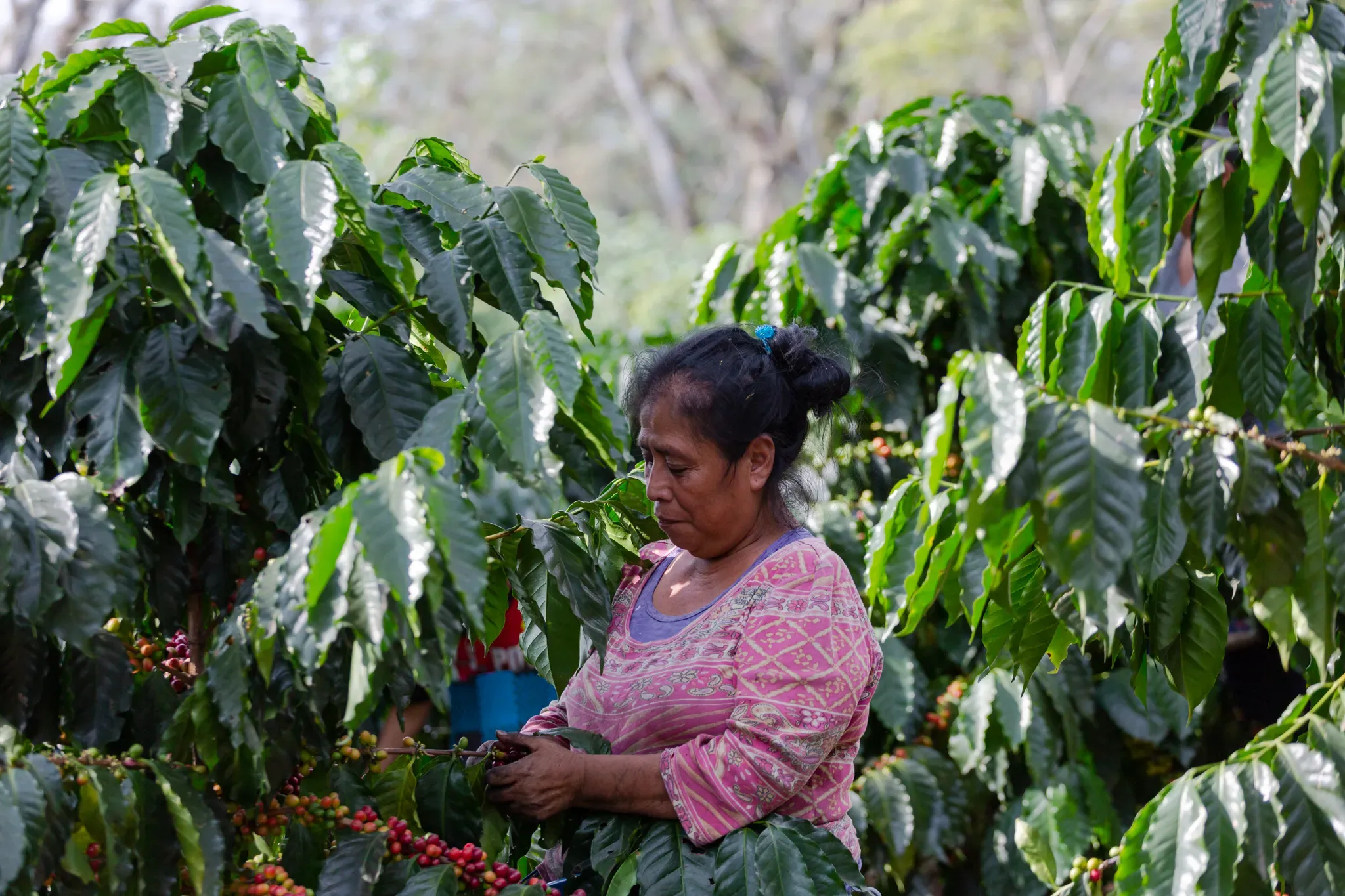 Women at the heart of sustainable coffee farming: A farmer in Veracruz carefully harvests shade-grown coffee, highlighting the vital role women play in land management, production, and economic resilience despite facing barriers to market access and decision-making © Alejandro Guerrero A women harvests coffee crop, she is surrounded by the leaved plants and their fruit