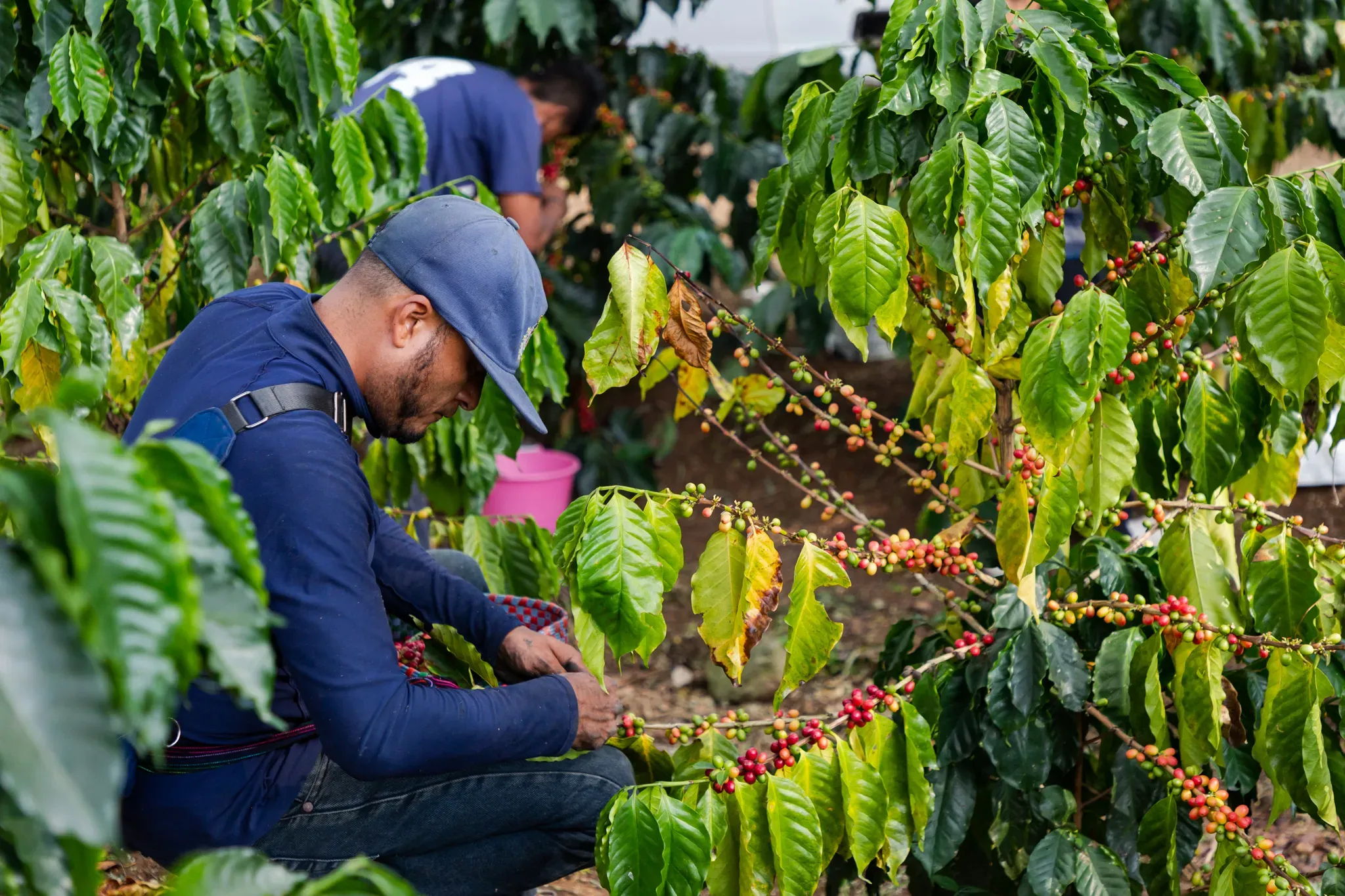 A farmer carefully picks ripe coffee cherries by hand, ensuring quality while maintaining the health of shade-grown coffee plants in Veracruz, Mexico © Alejandro Guerrero A man is crouched to pick ripe coffee cherries from the long fruit-covered branches of a coffee plant