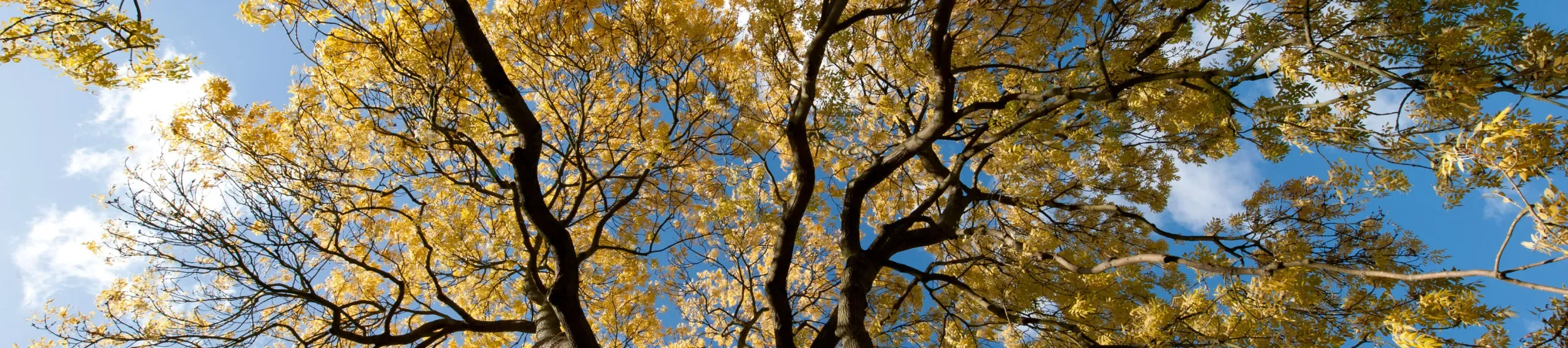 Fraxinus excelsior Looking up at an ash tree