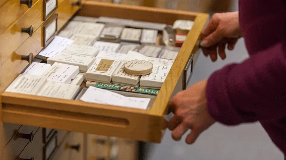 A collection drawer in the Fungarium © RBG Kew A pair of hands opening a wooden drawer full of various objects