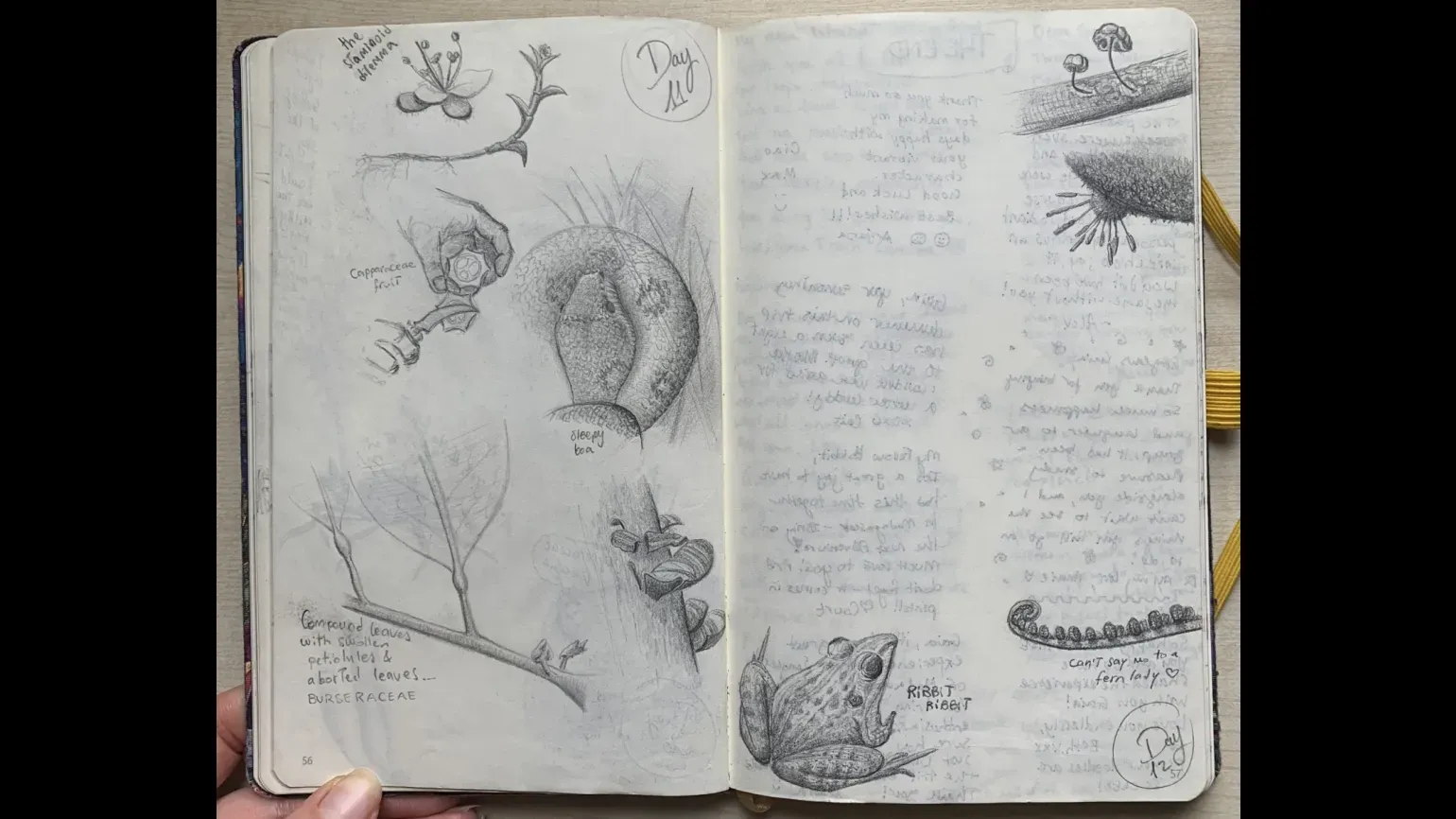 Days 11 & 12, pencil sketches © Gaia Caravella An open sketchbook with pencil drawings of plants, fungi and animals, and handwritten notes