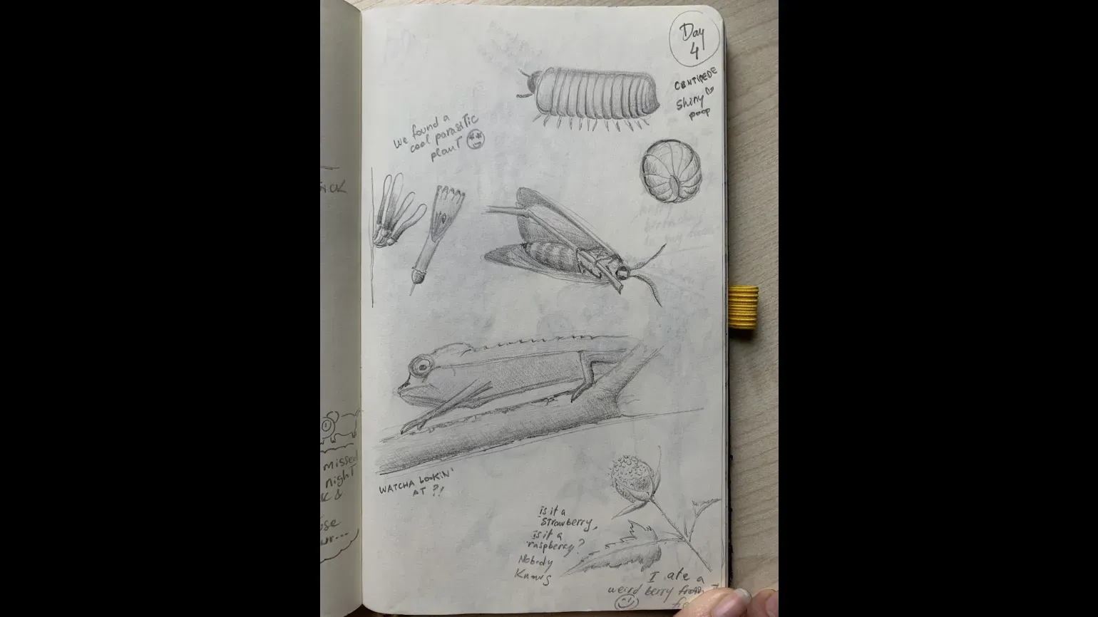 Day 4, pencil sketches © Gaia Caravella A sketchbook page with pencil drawings of insects, plants and animals, and handwritten notes