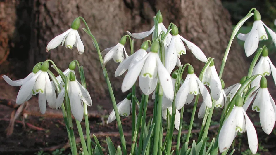 Galanthus nivalis - snowdrops