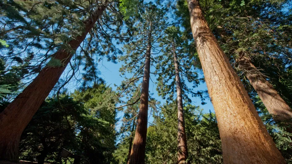 Giant redwoods © RBG Kew