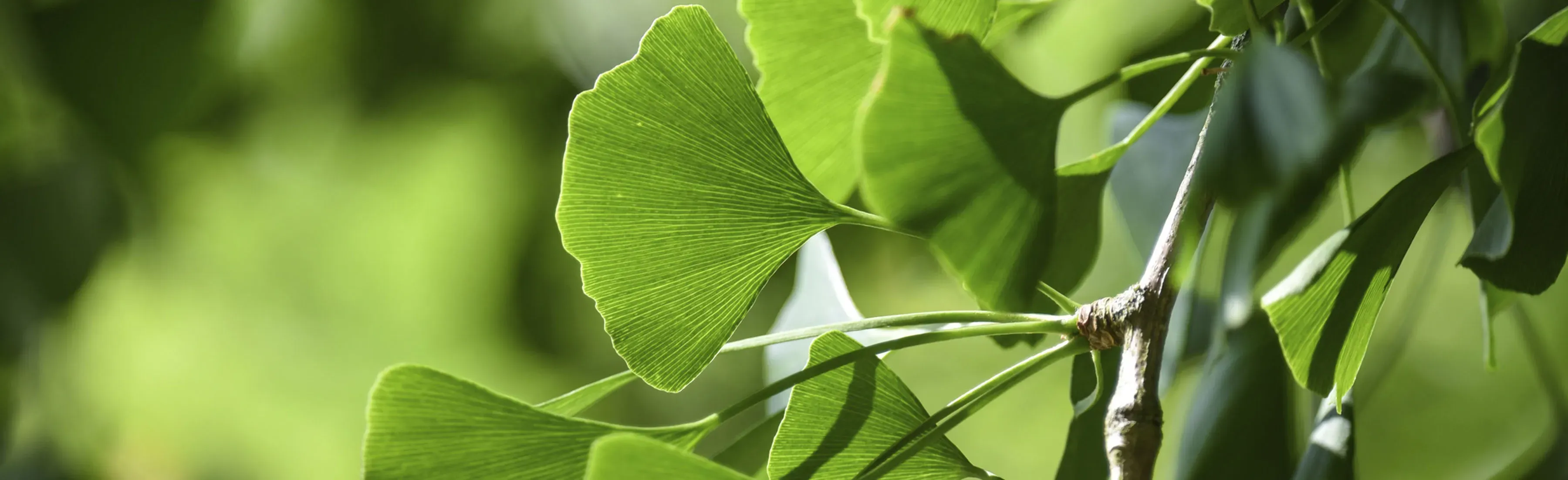 Ginkgo biloba © RBG Kew. Close up of fan shaped leaves of Ginkgo biloba, the maidenhair tree
