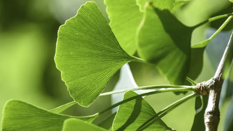 Ginkgo biloba © RBG Kew.