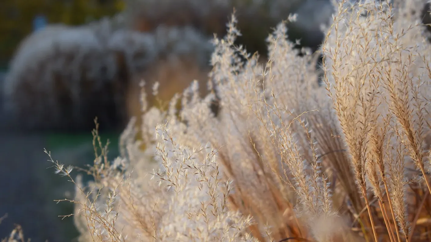 Grass Garden Ellen McHale ©RBG Kew