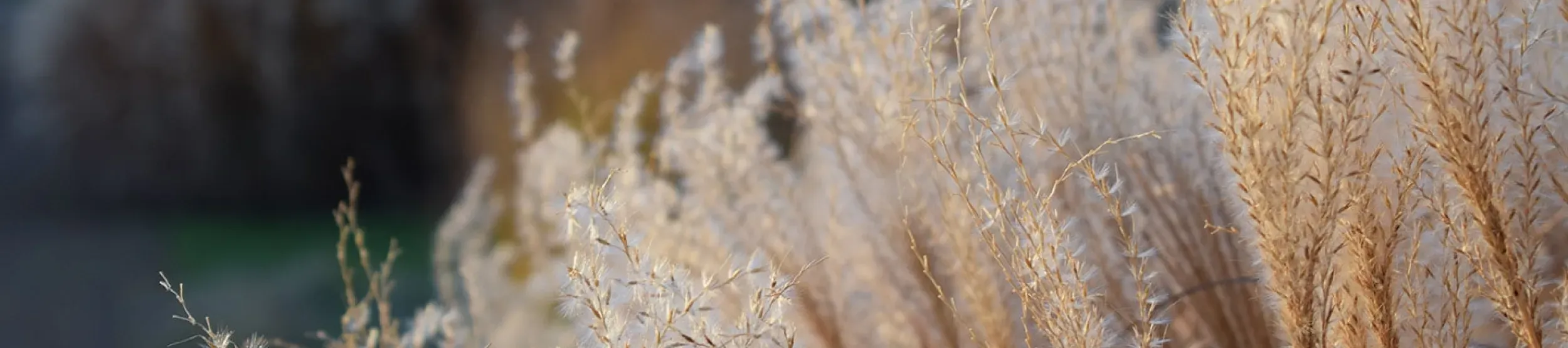 Grass Garden Ellen McHale ©RBG Kew Close-up of grasses in the Grass Garden at Kew