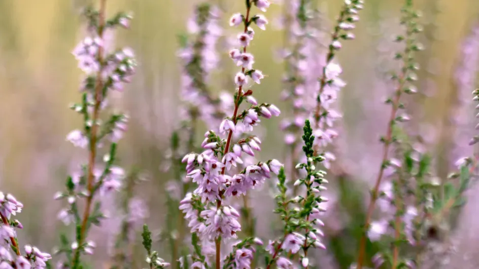 Heather plants (Calluna vulgaris). Hauke Koch © RBG Kew.