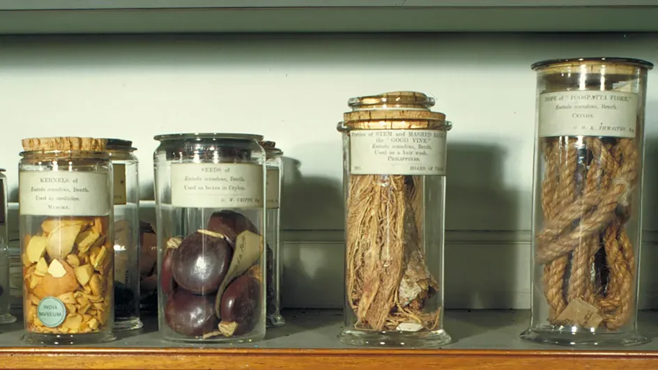 Economic Botany Collection items on display in Museum Number One. Credit: RBG Kew.