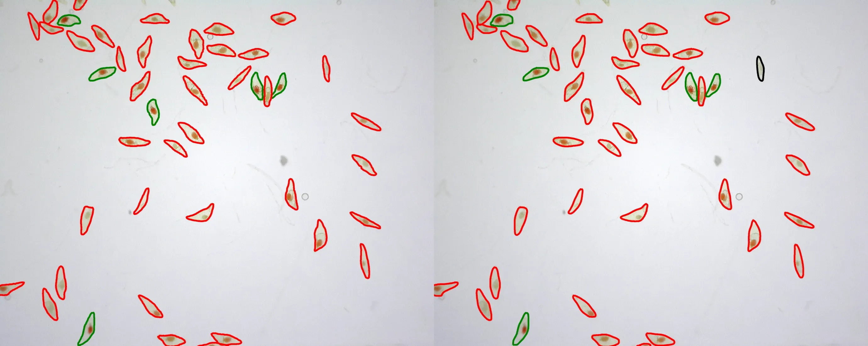 Stained seeds annotated by a human on the left and by our machine learning model on the right. Non-viable seeds are outlined in red, viable are in green. © RBG Kew Two identical images of seeds. In the left image around 40 seeds are outlined in red and 6 in green. In the right image one of the red outlines is now black and one of the green outlines is now red.