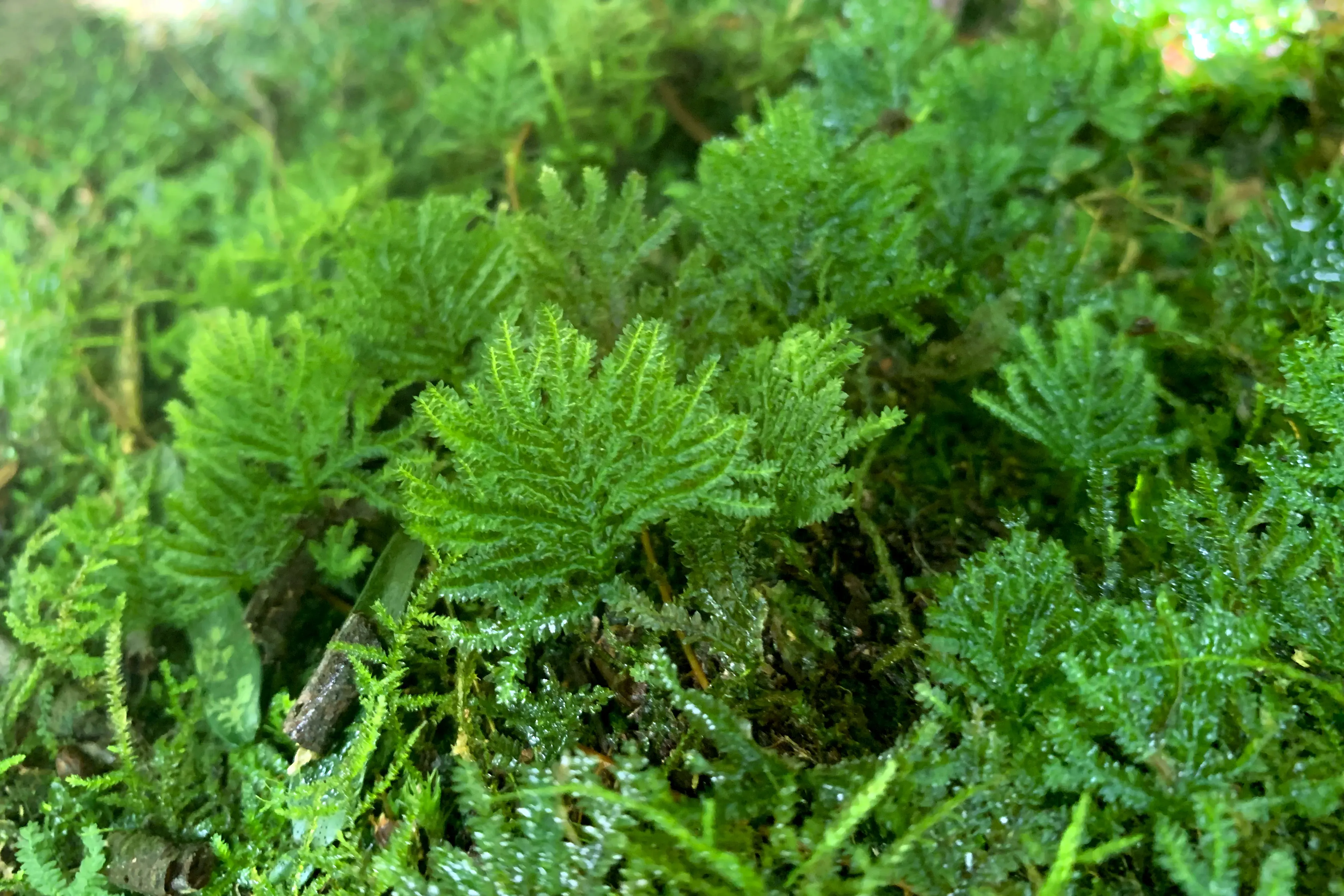 Hypopterygium tamarisci. © Lova Marline Mosses with fan-shaped fronds