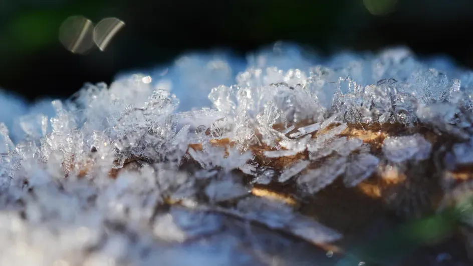 Frost on a plant at Kew