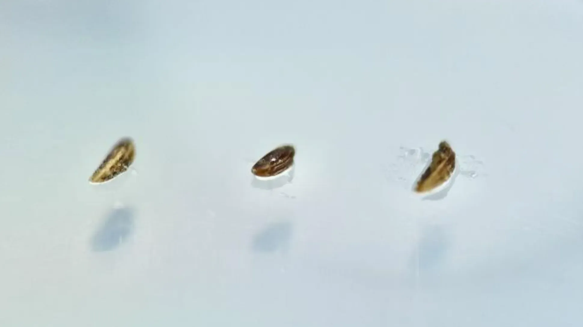 Ilex rotunda seeds Three small seeds on a petri dish
