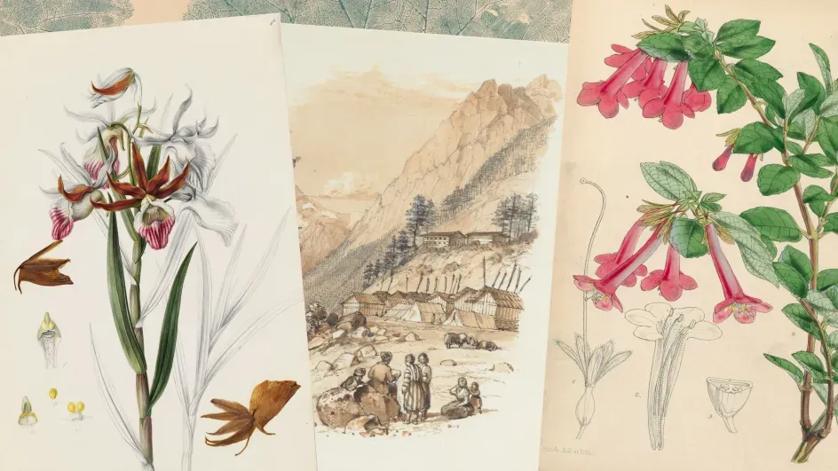 Illustrations and Artefacts Collection, © RBG Kew