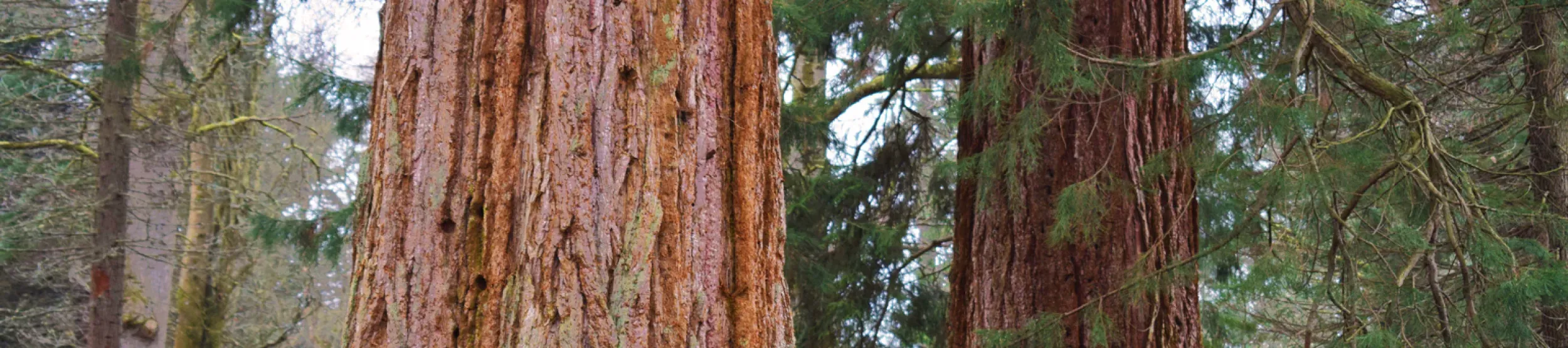 Redwoods at Wakehurst, Ellen McHale © RBG Kew Redwoods at Wakehurst