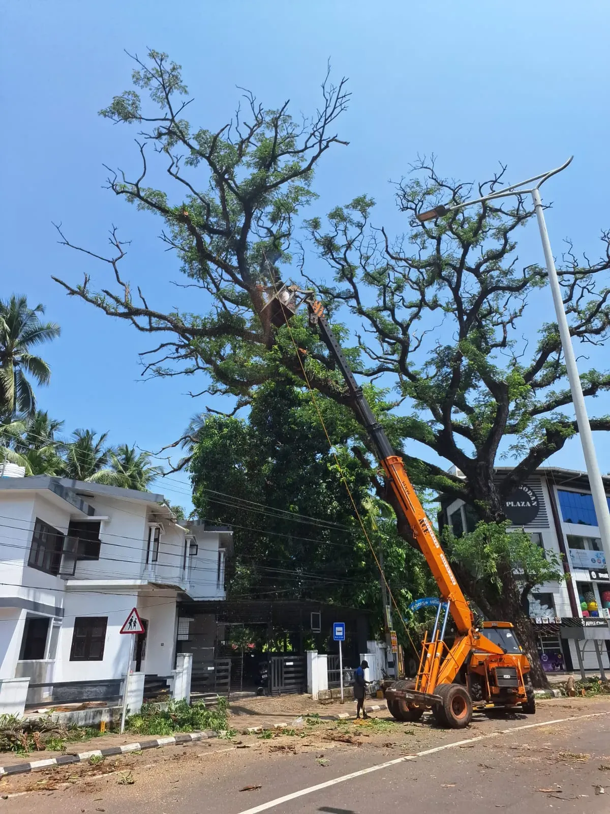 Volunteers examine the branches of a huge tree set to be cut down to identify orchid species that can be translocated to safety. Viswambharan Sarasan © RBG Kew A crane reaches up to a tall tree where two people are collecting plants