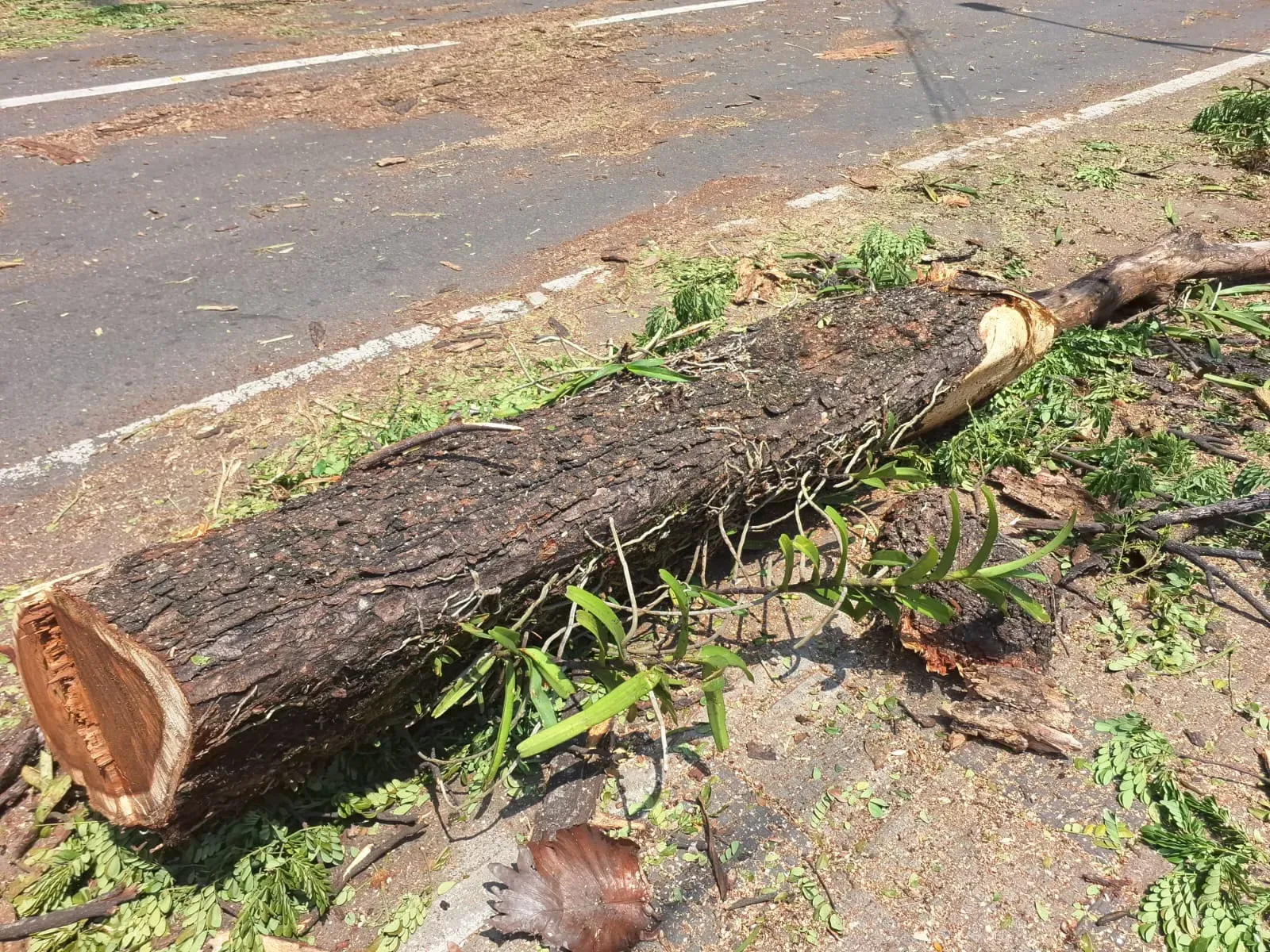 This felled tree trunk at a roadside development in Kerala, India, is covered in important epiphyte plants. It's not just the tree we lose, but everything living upon it. Viswambharan Sarasan © RBG Kew A felled tree trunk next to a road is covered with orchids