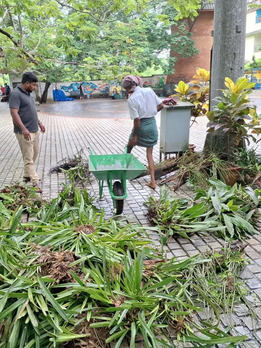 Deliverance from destruction: this small collection of epiphyte plants are those saved from a tree that is being cut down as part of a necessary development. Viswambharan Sarasan © RBG Kew Two men stand next to epiphytes that have been saved from a tree clearance